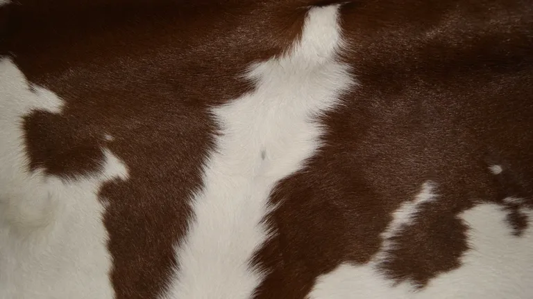 Brown And White Calfskin - Area Rug Photo 2