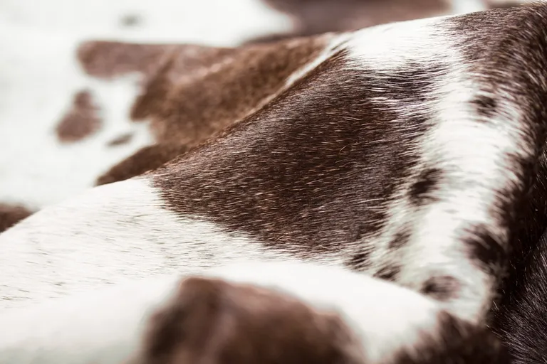 Brown and White Spotted Natural Cowhide Area Rug Photo 3