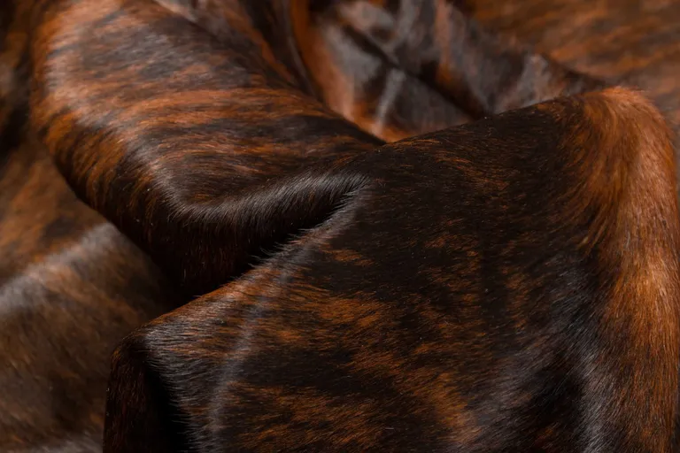 Dark Brindle Cowhide  Rug Photo 2