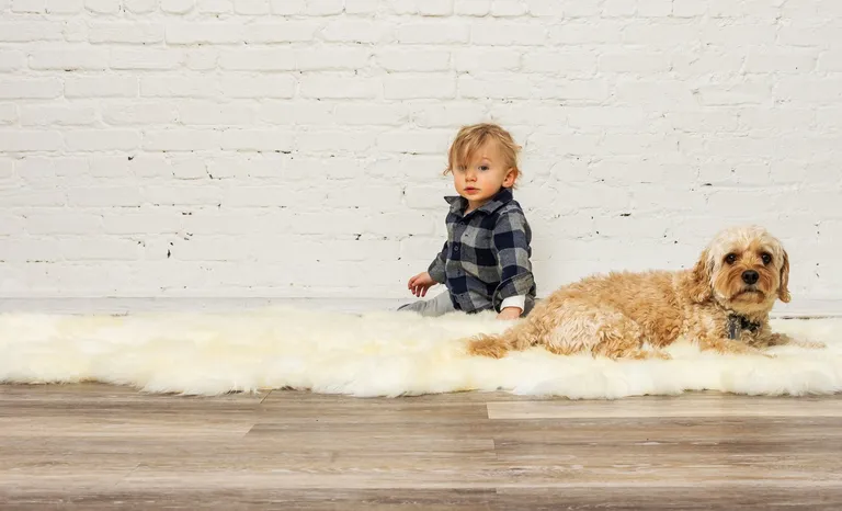 Natural Sheepskin Wool Area Rug Photo 3