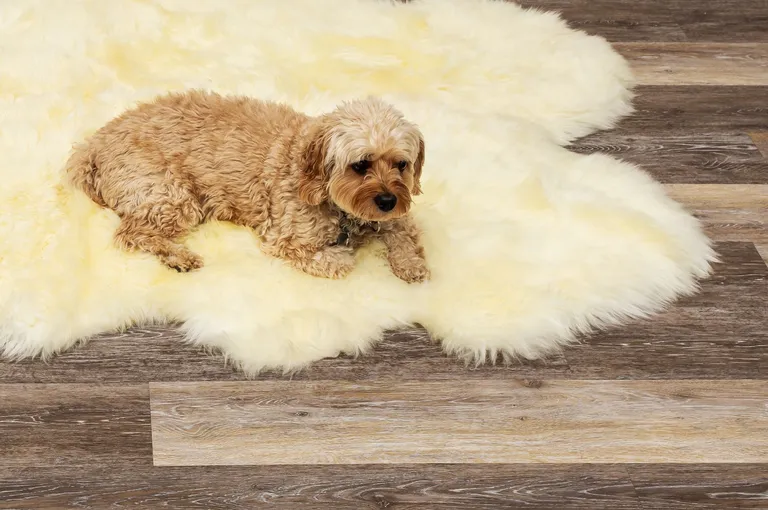 Natural Sheepskin Wool Area Rug Photo 4