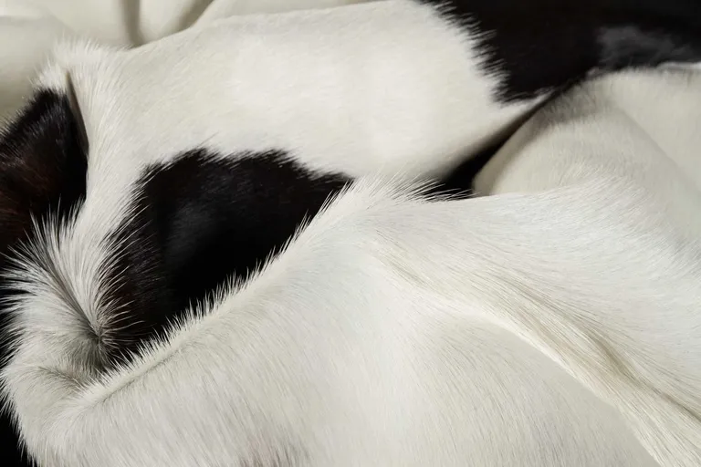 White and Black Cowhide  Rug Photo 3